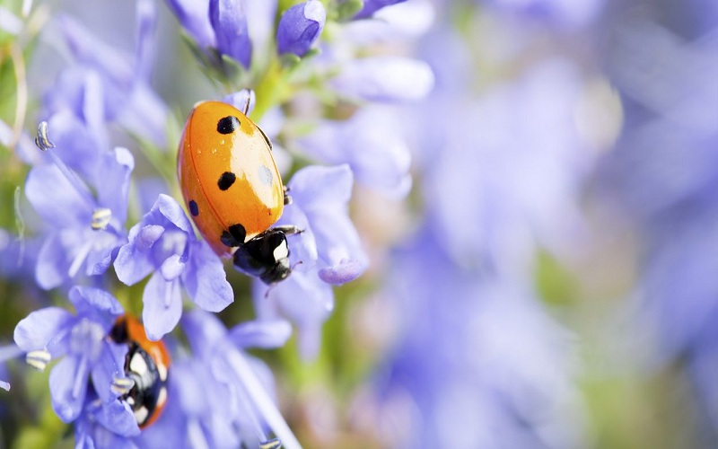 Protecting Your Garden From Spring Pests