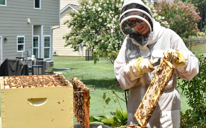 How Bee Control Service Can Remove Bee Nests Safely In Your Place