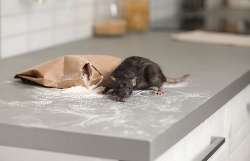 Rid of Rats and Mice from Your Place