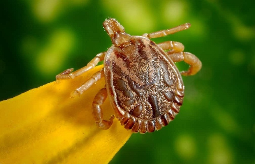 Ticks Dangerous