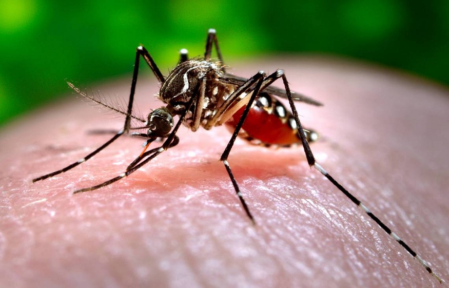 Keep Mosquitoes