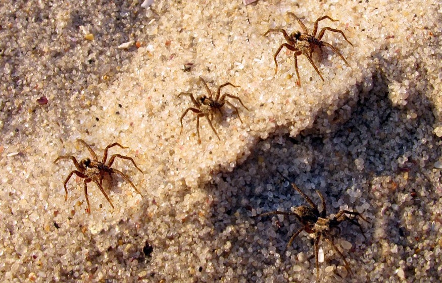Spiders From Infesting