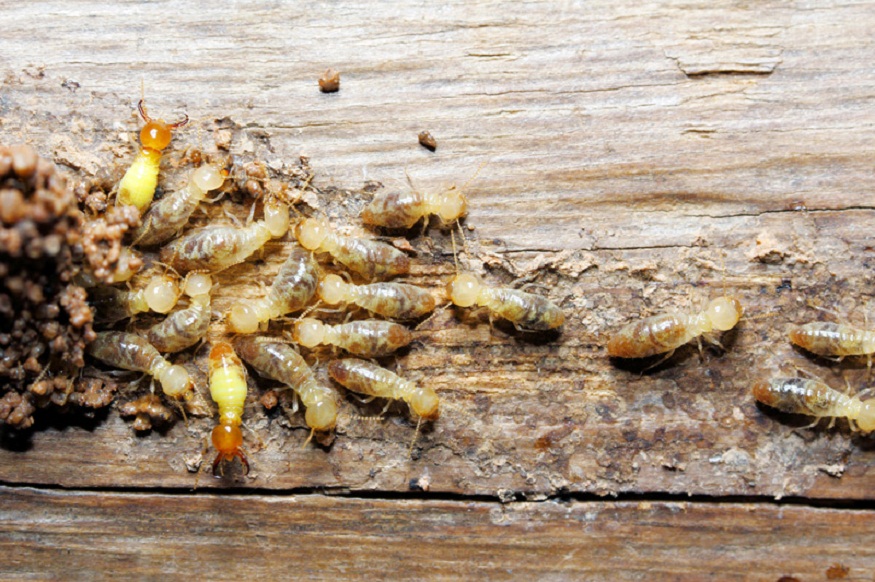 Baiting The Enemy: The Ultimate Guide to Termite Baiting Systems